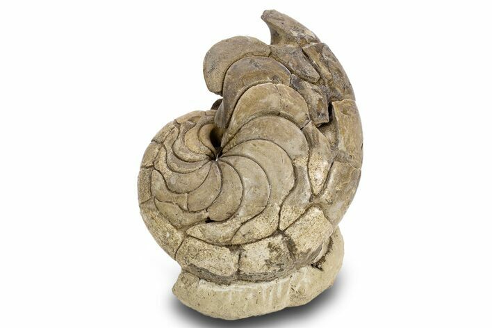 Fossil Nautilus (Aturia) - Boujdour, Morocco #306914